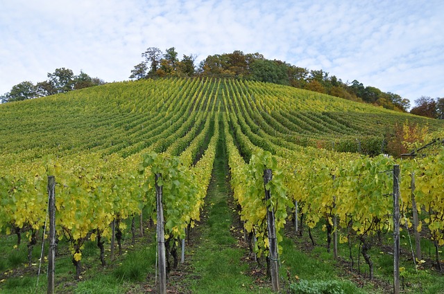 acheter des domaines viticoles à vendre en Provence